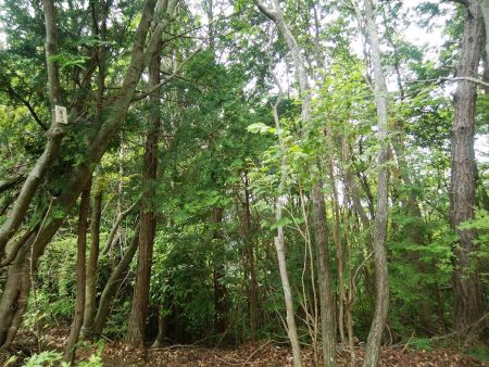 奥立山の山頂に到着。標高を見てみると約501mになっていた