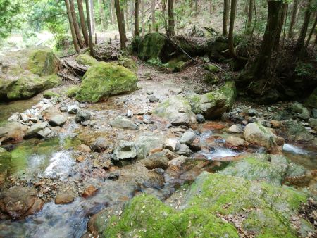 沢まで下りてきた。このまま沢を渡って林道へ出る