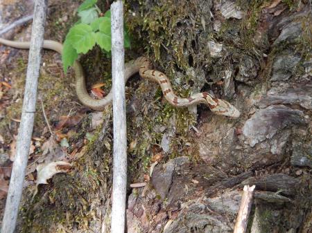 山頂直下でマムシ登場。小さい子供だったが危ない＞＜