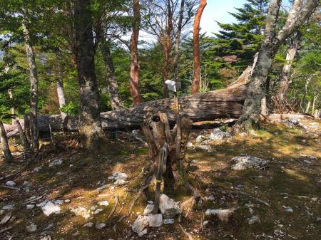 和佐又山頂(1344m)に到着。ここでblack703さんがここでもう伊吹山の標高がある！と言っていましたが、確かにそうですね
