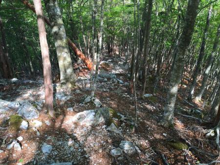 和佐又のコルまでの下り。距離は200mだが結構急斜面だった