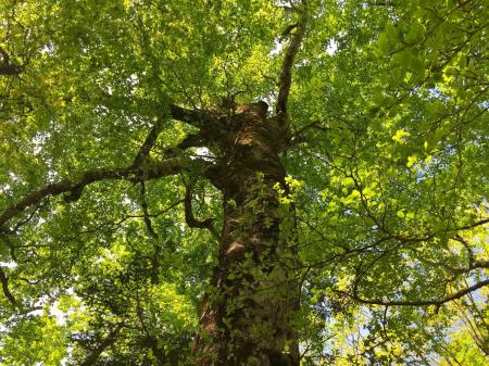 しばらくこういう新緑の中を歩いて気持ちよかった