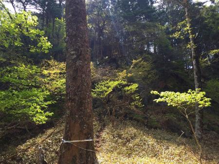 今日はこの日本岳の斜面で懸垂下降の練習をするので、ここからハーネスをつけて登る