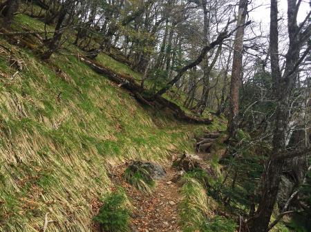 登りきる手前、トラバースになる。ここまで来るともう楽になります