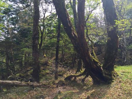 ここも苔地帯。S嬢がパシパシと写真とってたのを思い出した