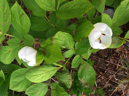 下山途中でblack703さんが「ヤマシャクだ！！！」と大声をあげた。わからなかったけど、ヤマシャクヤクといって準絶滅危惧とかで、かなり貴重なんですね。これを見るために二日前に藤原岳へ登られて、見れなかったとかで見れてよかったです