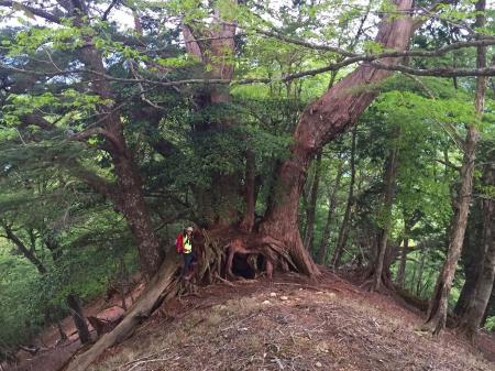 有名な巨木。今回は大きさもわかるようにblack703さんに立っていただきましたが、やっぱでかい！
