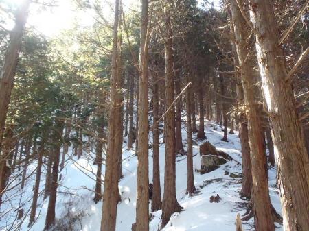 とりあえず正規ルートでなく、この尾根を直登することになった