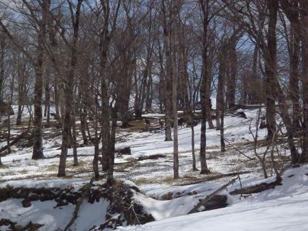 東の尾根に合流したところで鹿の群れがいた