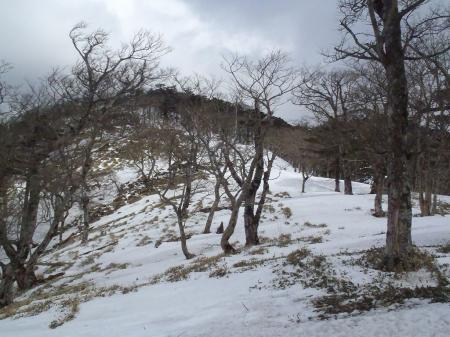 千丈平まで遠くから見たら簡単に登れそうできつかった