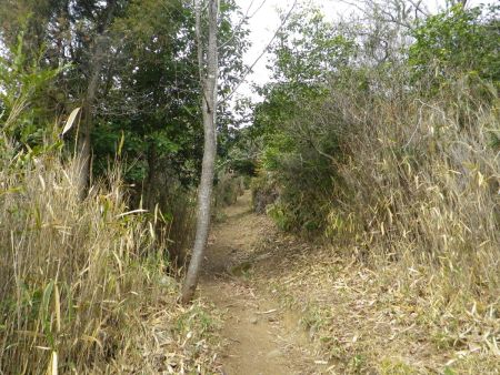 こういうなだらかな登山道が続いてくれればいいけど、ここから下らされては登ってを繰り返すはず