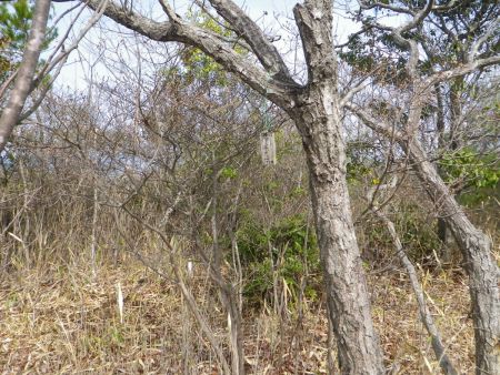 アンテナの付近にある木にアンテナ山というプレートがあった。ここで標高が170mくらいなので標高があがってきた