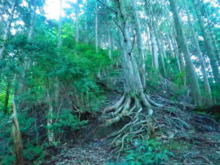 ひたすら急登が続く。こういう登りは足にくるんだよね