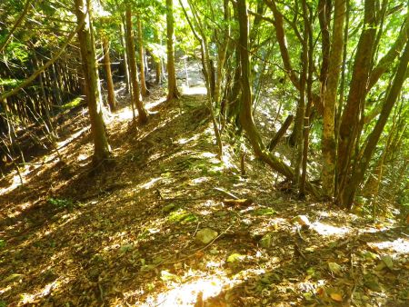 P905を少し巻いて尾根の取り付きまで登ってきた