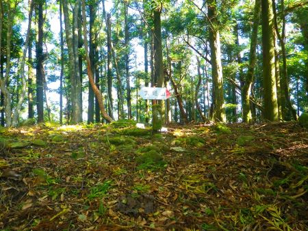 この付近から大塔山への道標の看板が出てきた。ここを右へ尾根道を進んでいく