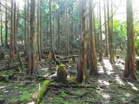 下りきったところはだだっ広くなっているが、続いて登りになる