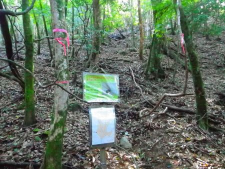 大塔山への登りのはじまり。ピンクのテープに従って登っていくが、踏み跡なんてほとんどない