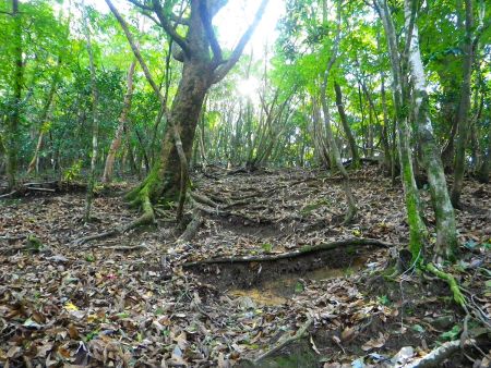 ひたすら続く大塔山への登り。ちょっと疲れてきた