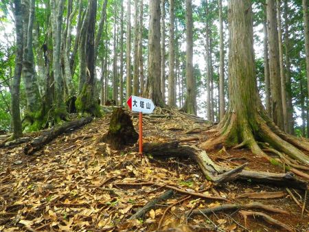 P905のピークまで戻ってきた。ここからバリルートで法師山の登山道合流までアップダウンの連続が続く