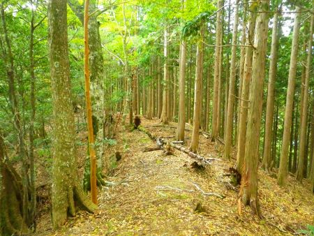 尾根道なのでなだらかな道があるもののすぐに登りになって下りになってを繰り返す