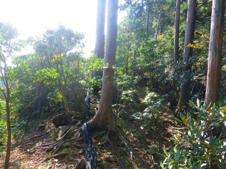 尾根道だけど踏み跡などがなくて無理矢理草木をかきわけて進まないといけないところもあり