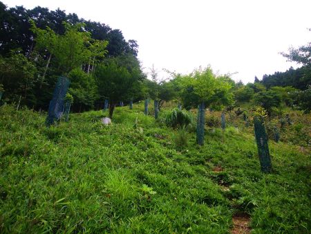 こういう登山道をひたすら登っていく。展望が良くなってきた