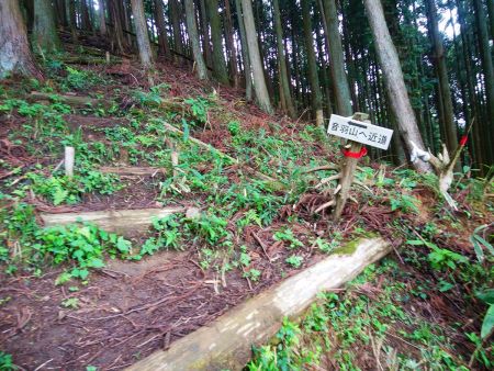このまま近道で音羽山へ登山道を登っていく