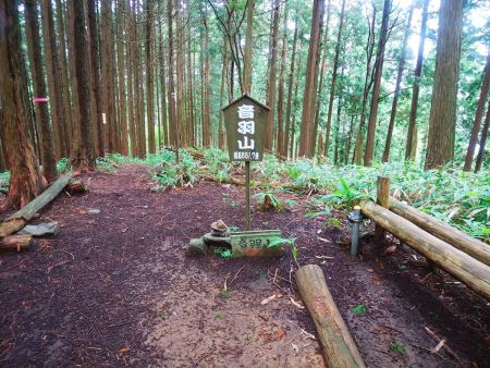 音羽山山頂(851.7m)に到着。山頂は予想通り樹林帯の中で何もない