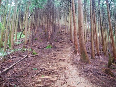 音羽山から一旦下ってから経ヶ塚山への登りがはじまる