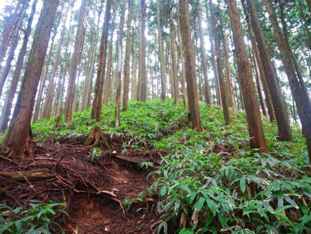 この付近から笹地帯になってきた