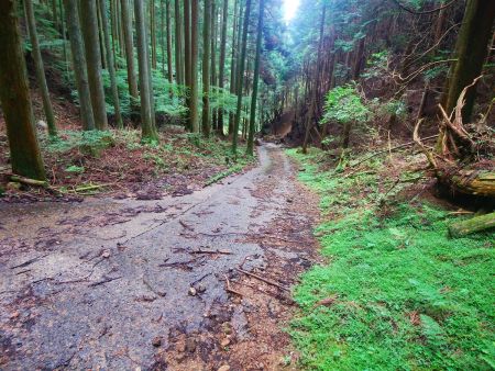 大峠から林道に出る。この林道がかなり滑り易いので転倒注意