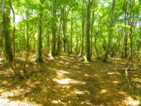 なだらかな登山道が続く。少し登り気味だけどペースはかなりアップして距離を稼ぐ