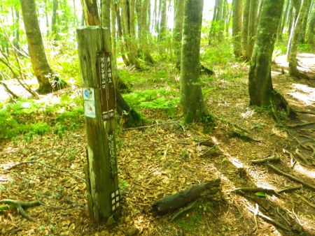 ここが距離の中間点で頂上までと登山口まではどちらも1.6km地点。標高は稼げてないのでここからは登りがはじまるんだろう