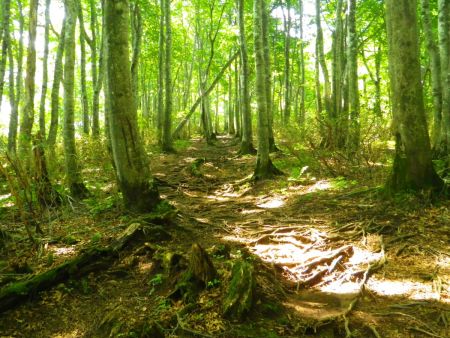 この辺りから登りになってきたけどまだまだペースは落ちない