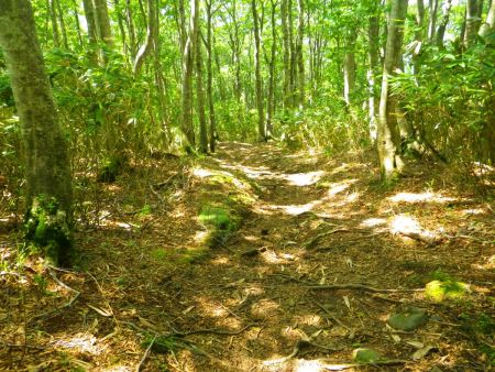 P1273m付近まで登ると一旦下りになる。標高50mほど下るんだけど下山時の登り返しが面倒な感じ