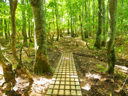 下ってきていよいよ扇ノ山へのピークまで登っていく。さっき下った分以上登ることになるんだよね