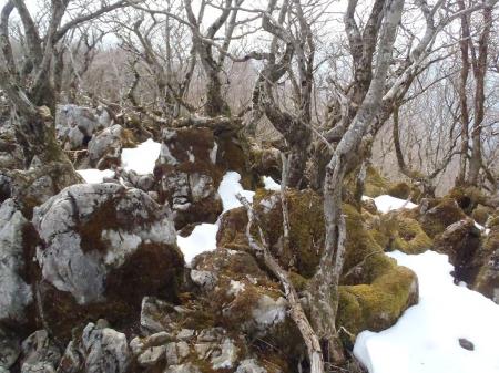 苔地帯もあったが、今は雪に埋まっている箇所も