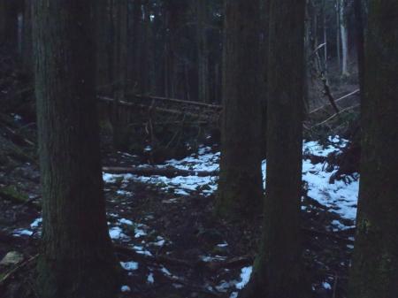 沢筋は樹林が倒れていた