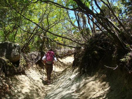 しばらくこういう道が続く