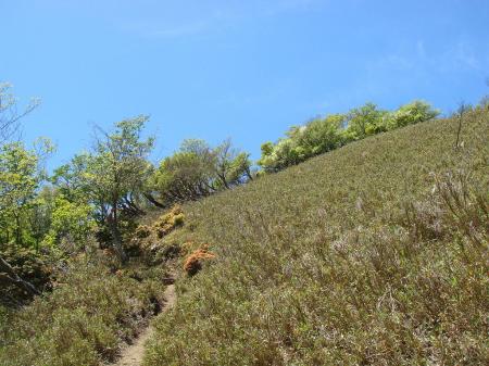 この山は上にいくと笹地帯になってくる
