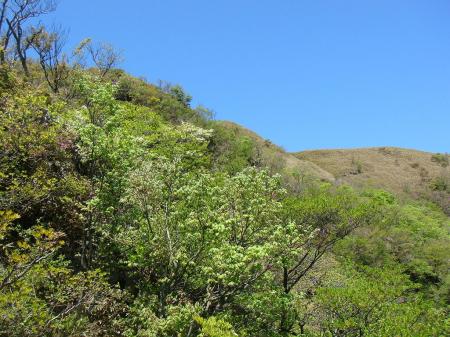 笹地帯が見えてきたらあともう少し