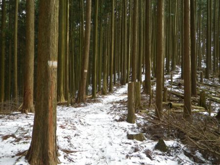 尾根道はなだらかだけど雪がパリパリに凍ってて時々滑る。アイゼン装着するにも中途半端な感じだった