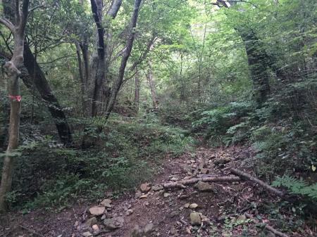 ここからは山道となる