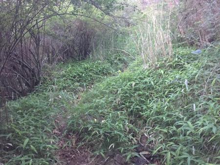 このあたりからブッシュがひどくなる