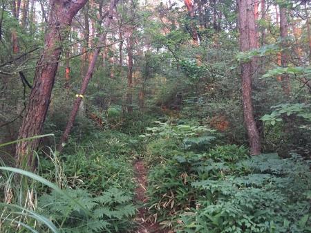 山頂直下あたりはかなりの樹林やブッシュがある
