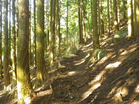 獣除けネット沿いに進んでいくんだけど、ここで注意深く意識しないといけないのが、どこから尾根に取り付くかだけどなかなか見つからない