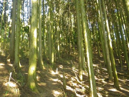 ここからほぼ無理矢理見えている尾根へ登っていく。踏み跡があるようでない