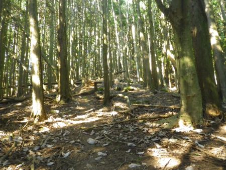 尾根に取り付いたら、そのまま尾根沿いにひたすら登っていく。もちろんここからは踏み跡なんてない