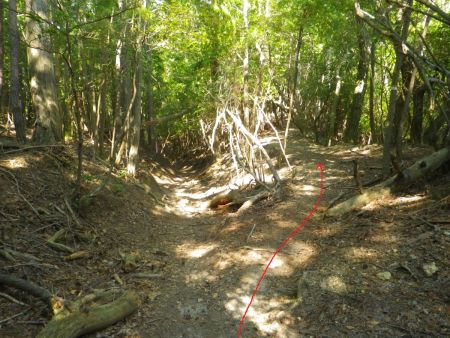 ここで分岐があるけど左側は下りになってるのと、基本は尾根道なので右側を進むのが正解