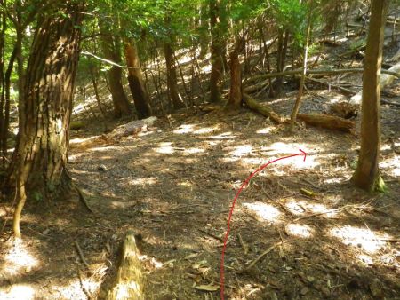 しばらくするとまた分岐のようなところがある。ここで方角を確認すると右なんだけど、踏み跡がしっかりあるのは左で間違えやすい